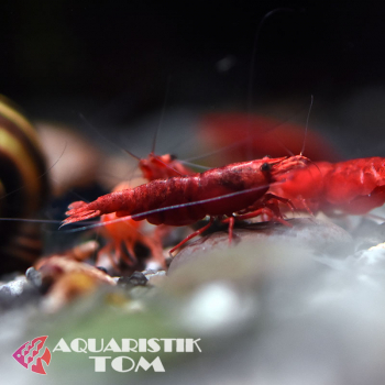 Rote Zwerggarnele, Neocaridina davidi 'Red Sakura'